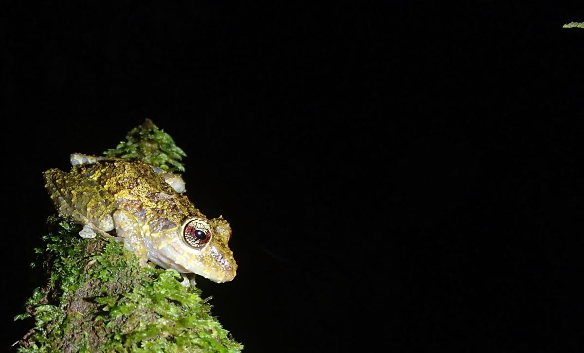 Frog on a tree at night